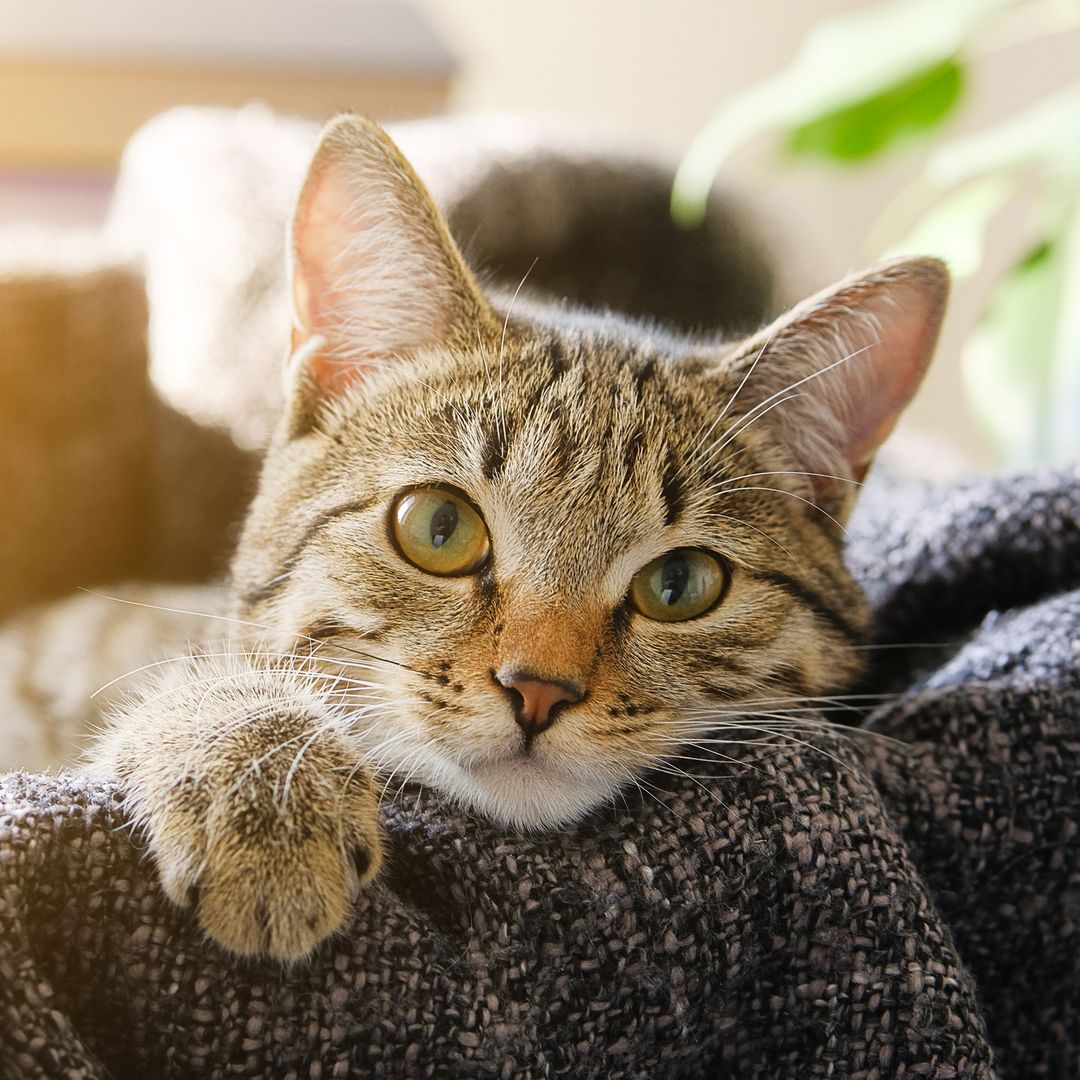 Experts reveal what your cat is trying to tell you