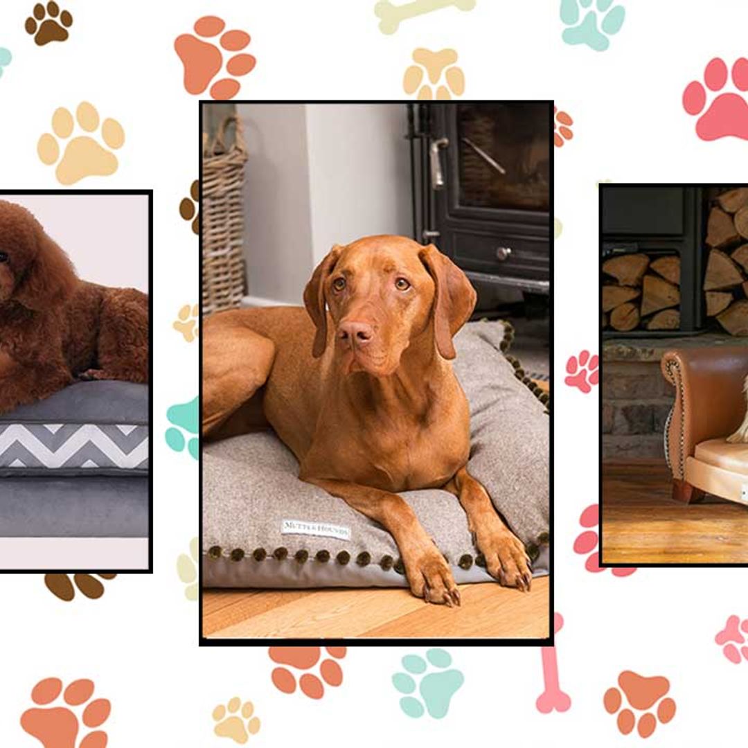 17 comfortable and stylish dog beds for the most pampered pooches
