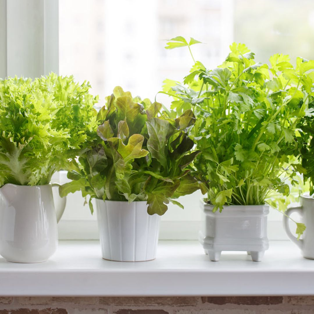 How to regrow supermarket salad at home - using just water