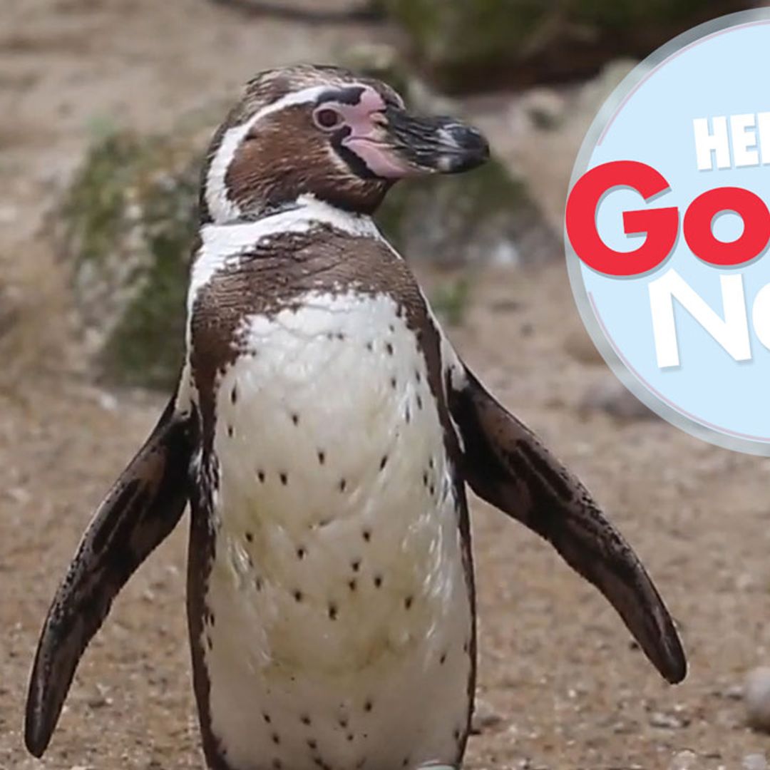 Penguins playing with a bubble machine is the cutest thing you'll see all weekend