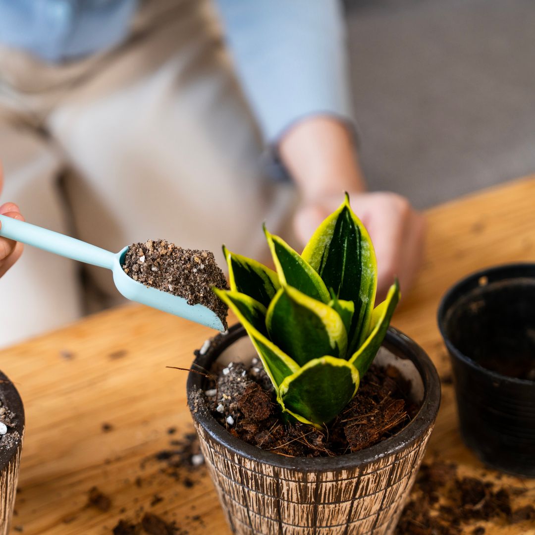 The best winter houseplants that won’t die in low light