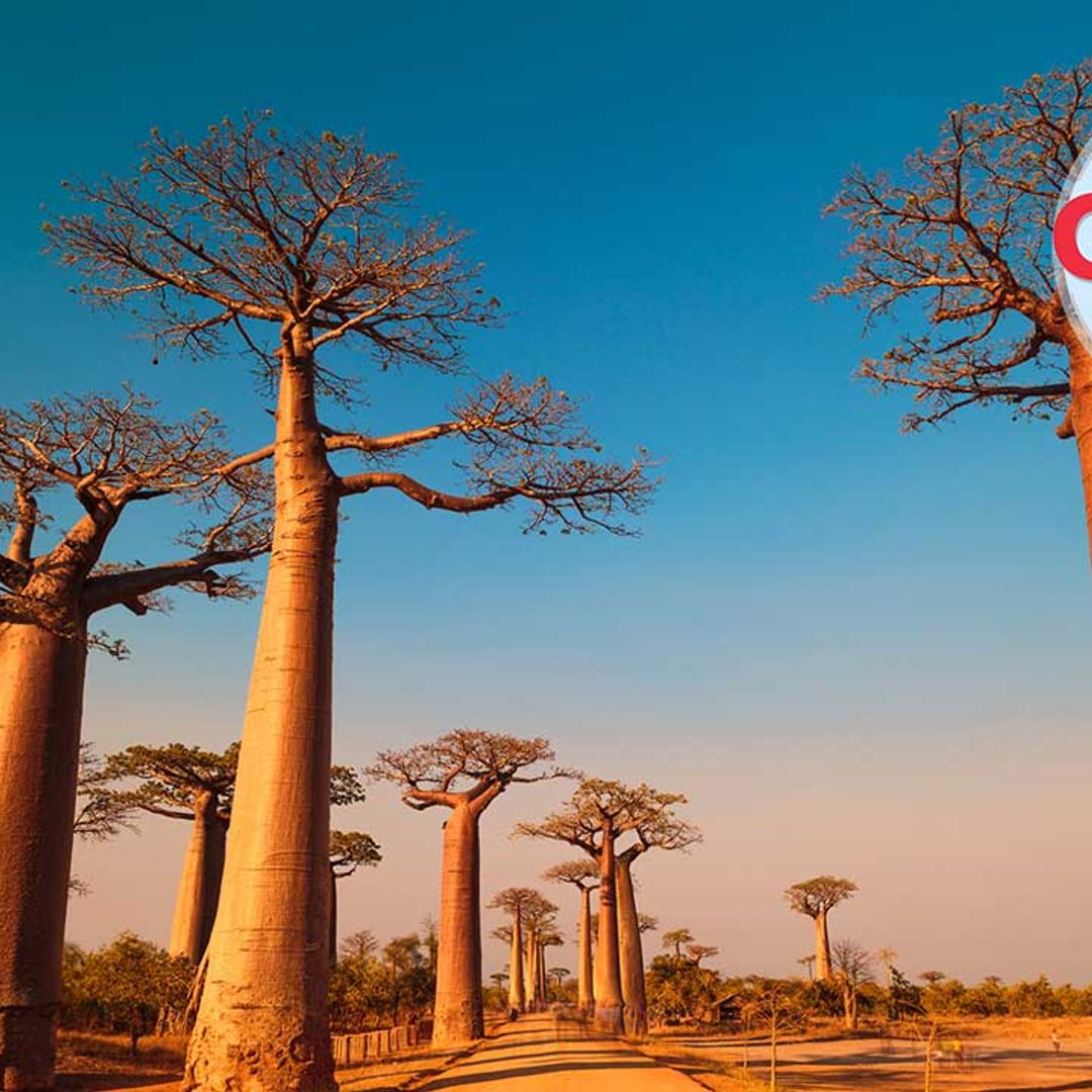 Madagascar to plant 60 million trees to help fight climate change