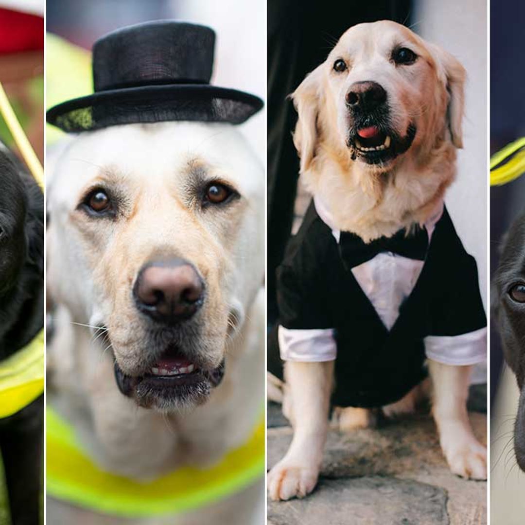 Royal Ascot's best dressed dogs! 7 photos of the smartest pups at the races