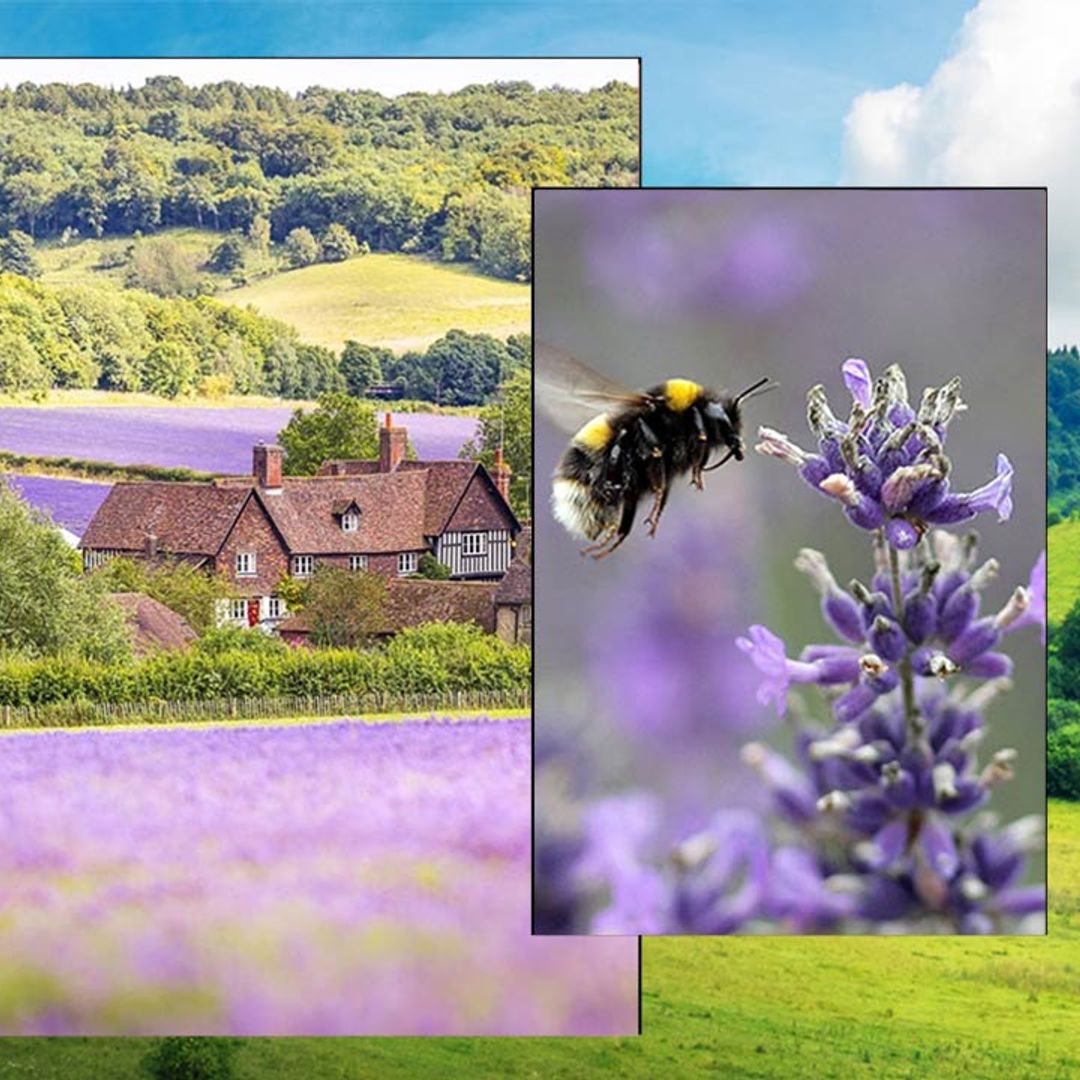 10 secret lavender fields that should be on your UK summer bucket list