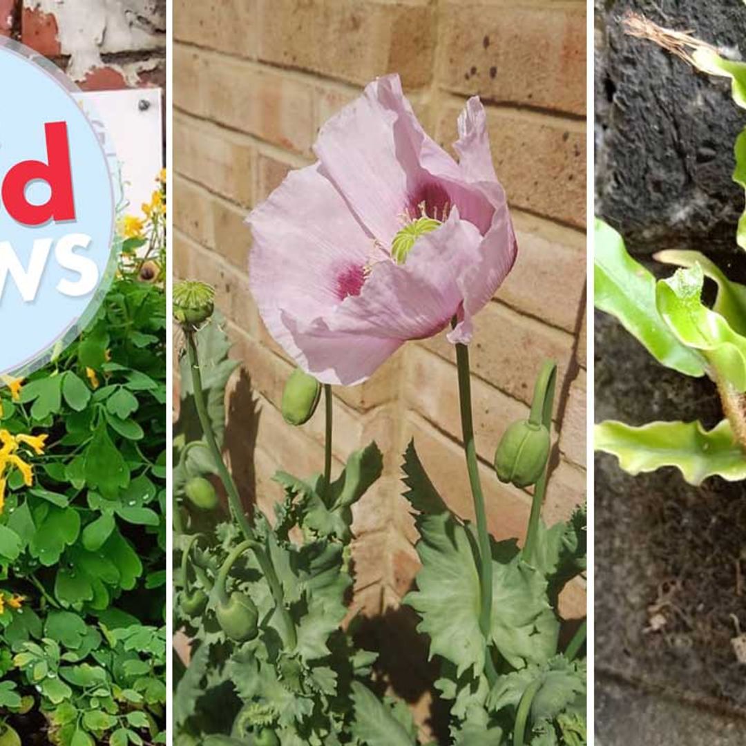 A new project celebrates pavement plants and weeds - here's how you can get involved