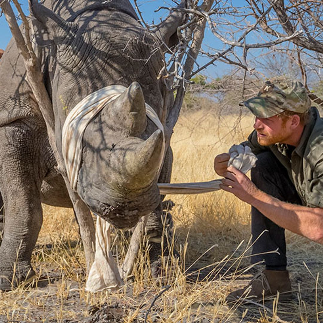 Prince Harry announced as patron of Rhino Conservation Botswana