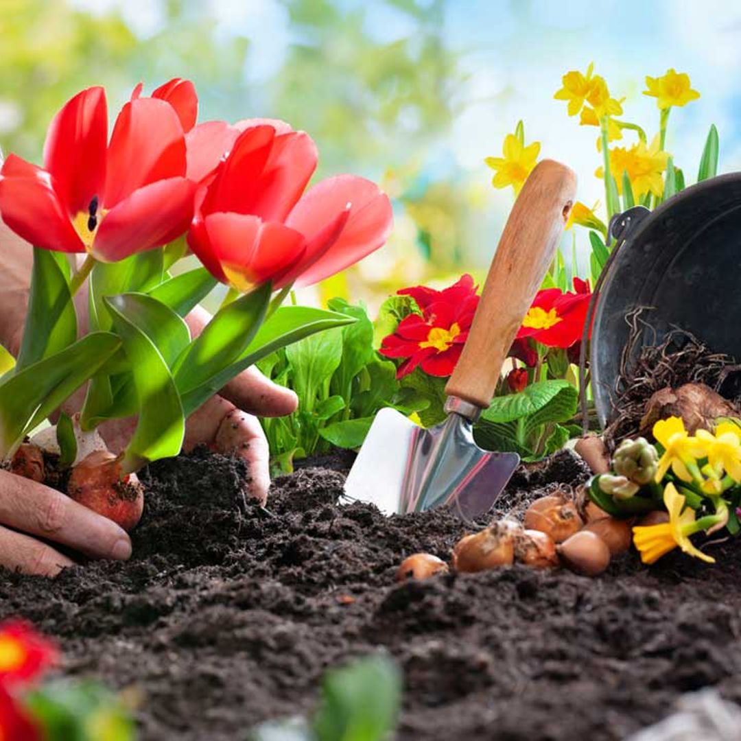 Quick gardening tips to transform your garden in under an hour