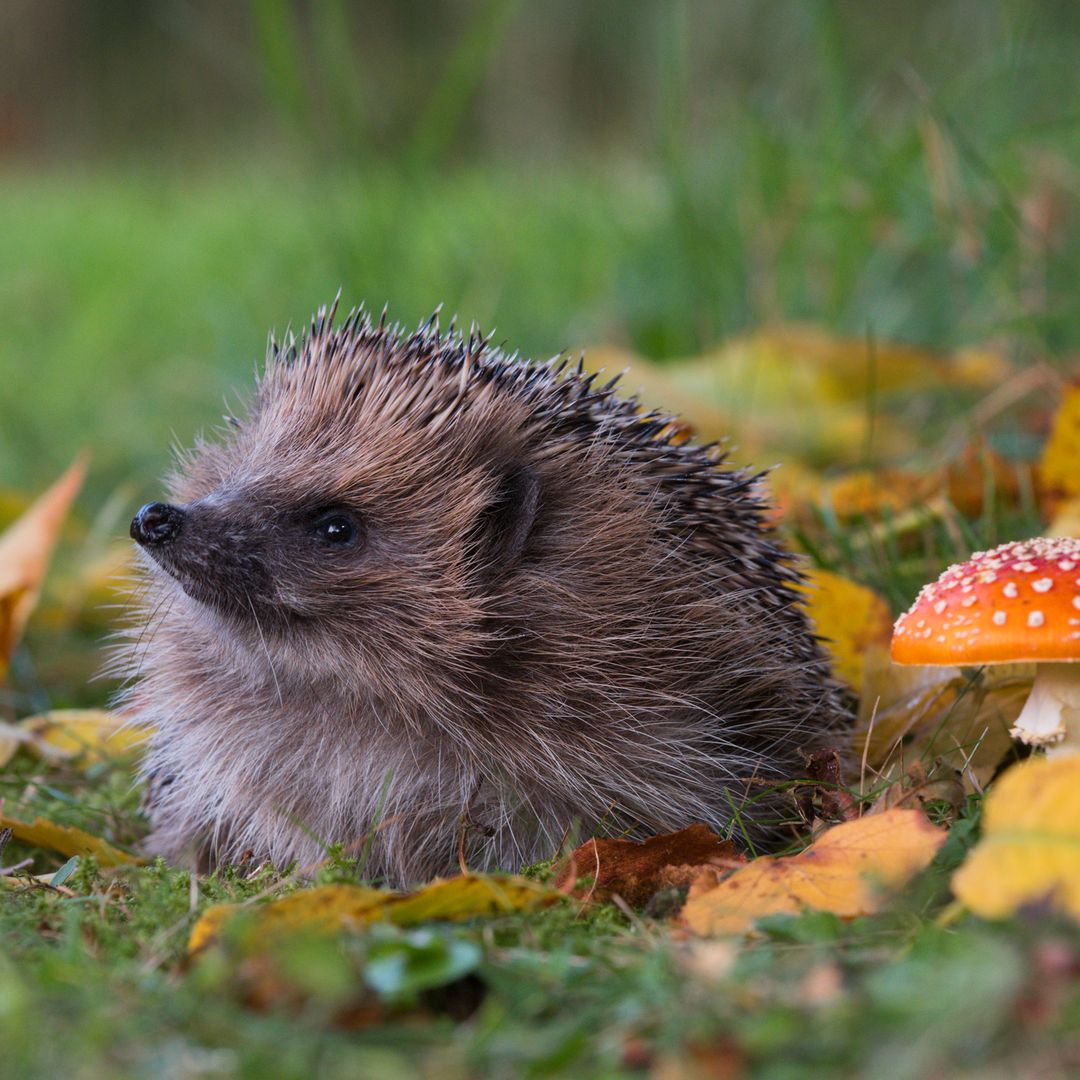 Experts urge gardeners to do this one thing to help hedgehogs before autumn