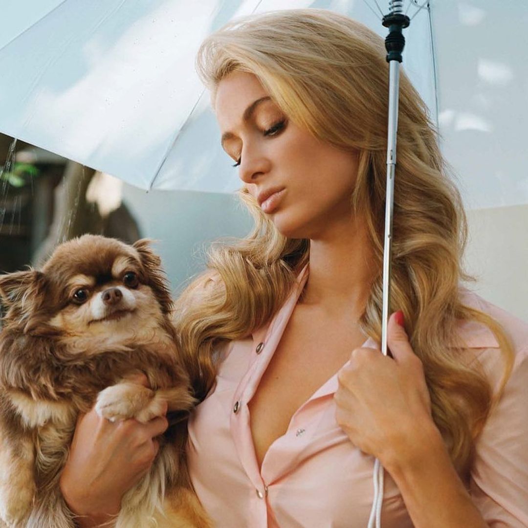 Paris Hilton in 'immense pain' after death of her beloved dog: 'I'm so devastated'