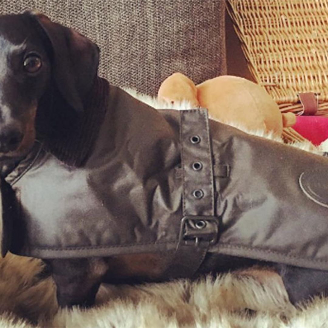 Dec's dog turns 4 - see the adorable photo!