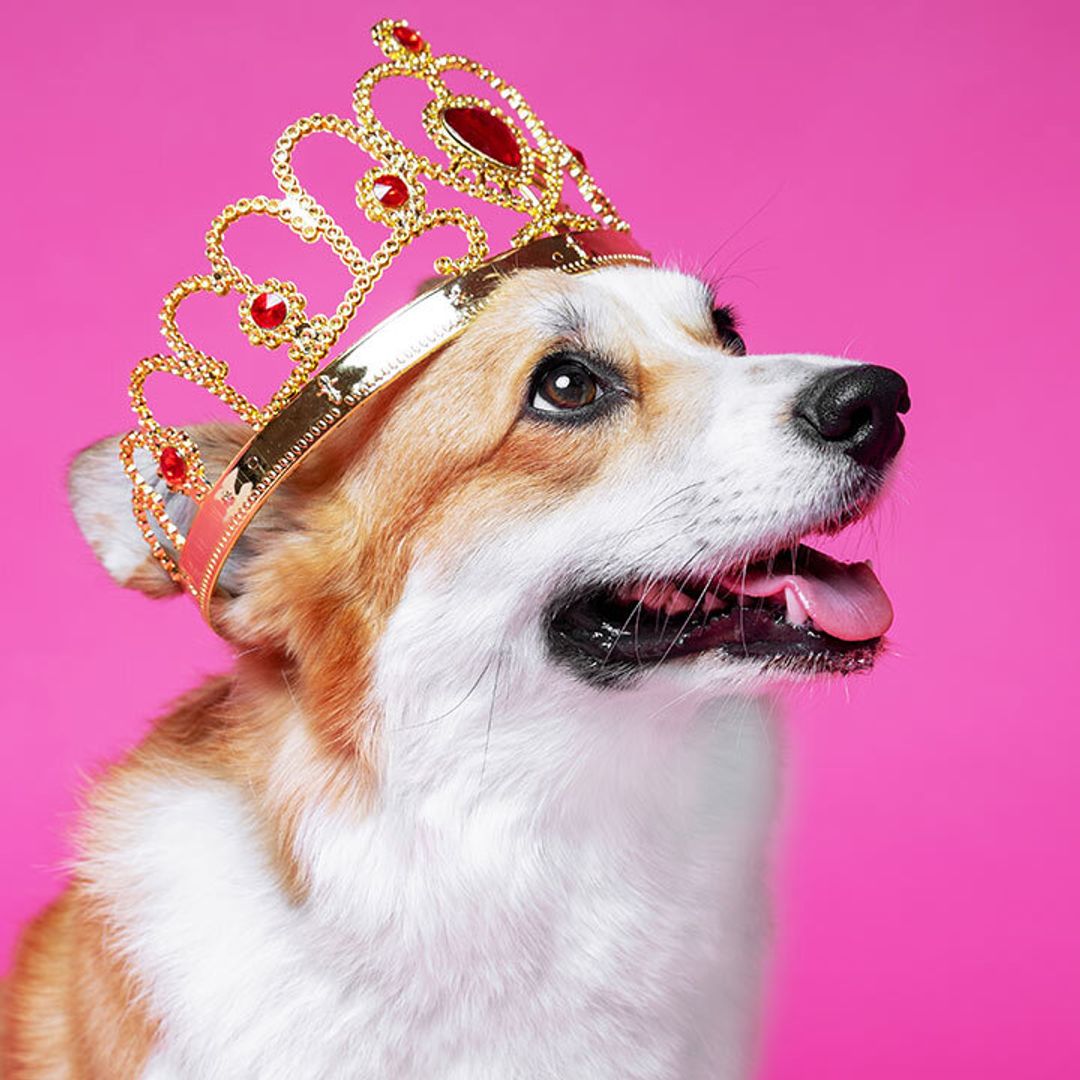 9 best Corgi themed gifts that make us think of the Queen