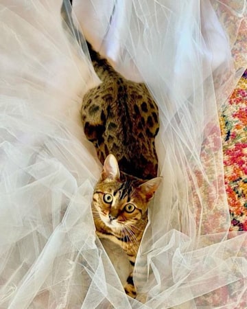 Britney's wedding veil