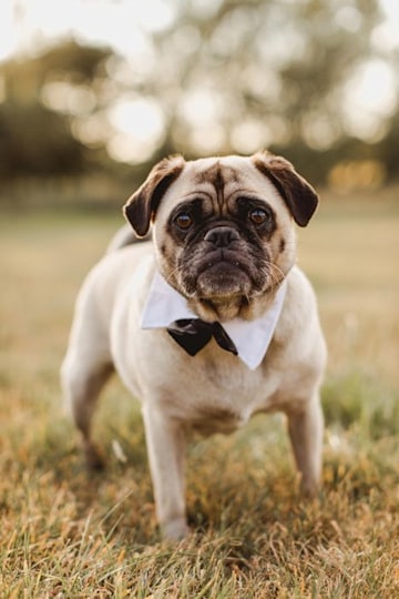 wedding-dog