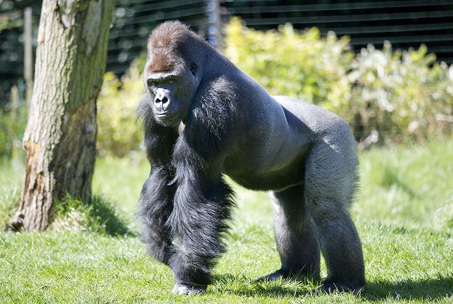 Горилла, самка. Горилла, самец. Лондонский зоопарк гориллы. Самка гориллы фото.