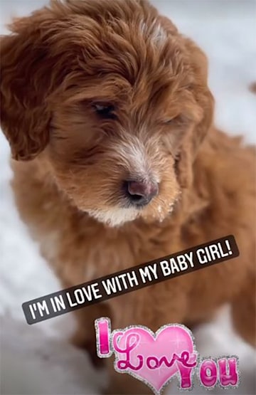 monica-aldama-new-puppy-brown