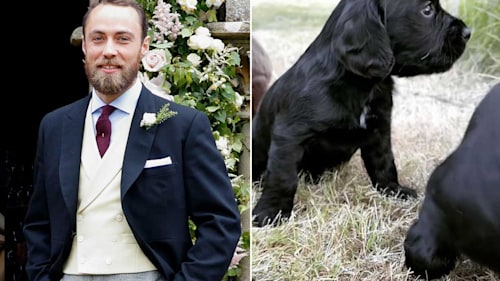 James Middleton's video of Prince William and Kate's puppy will make your day