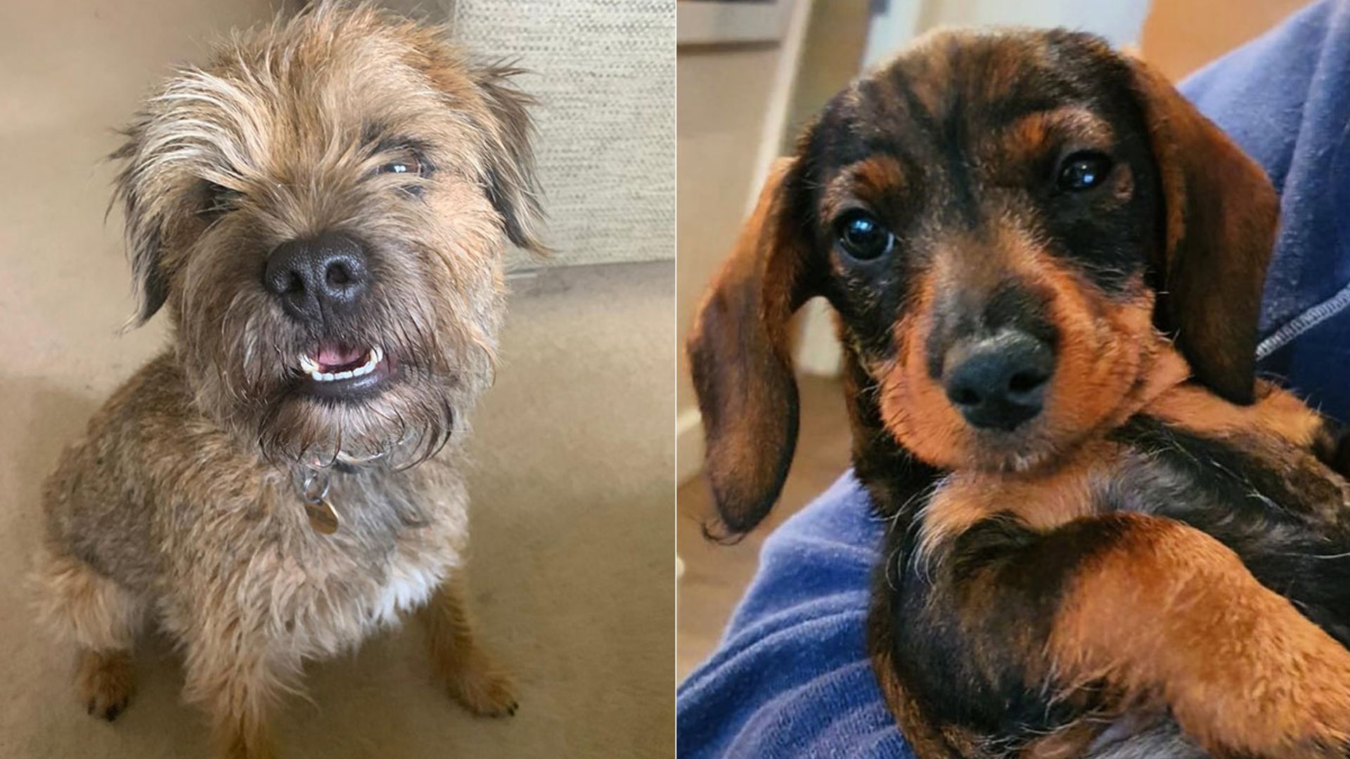 Lorraine Kelly's pet dog Angus finally meets puppy Ruby find out how