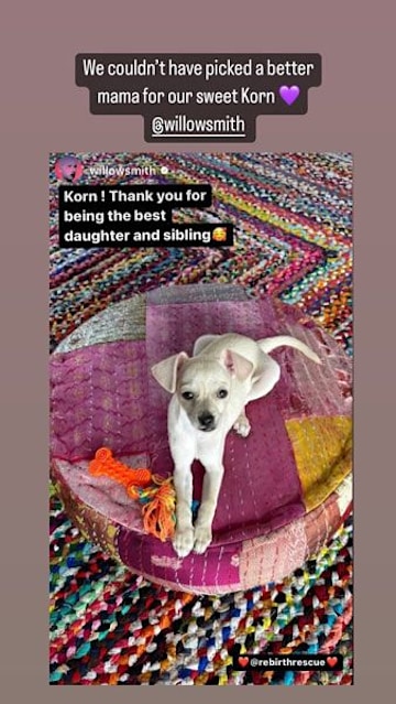 willow-smith-adoption-centre-pup