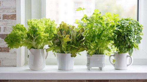 How to regrow supermarket salad at home - using just water