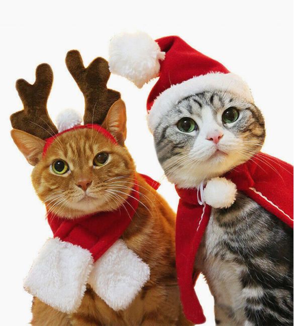 cat christmas jumper for cats