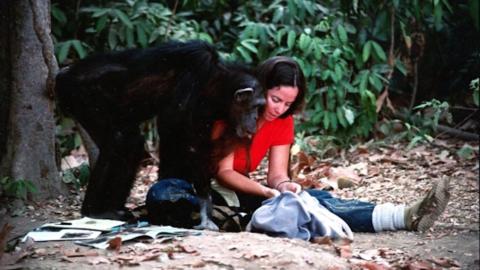 Was Lucy the Human Chimp killed by poachers? All we know | HELLO!