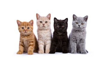 paul-and-joe-advent-calendar-cats