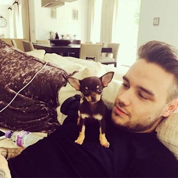 liam-payne-dog