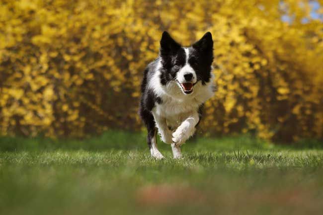 which dog breeds are easy to train