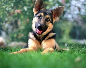 which dog breed is easy to train