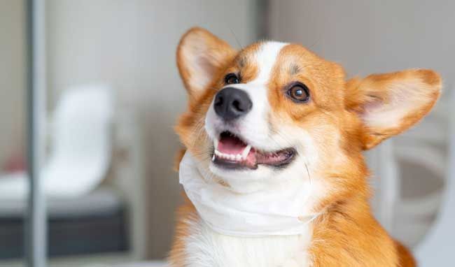 are corgis good emotional support pets