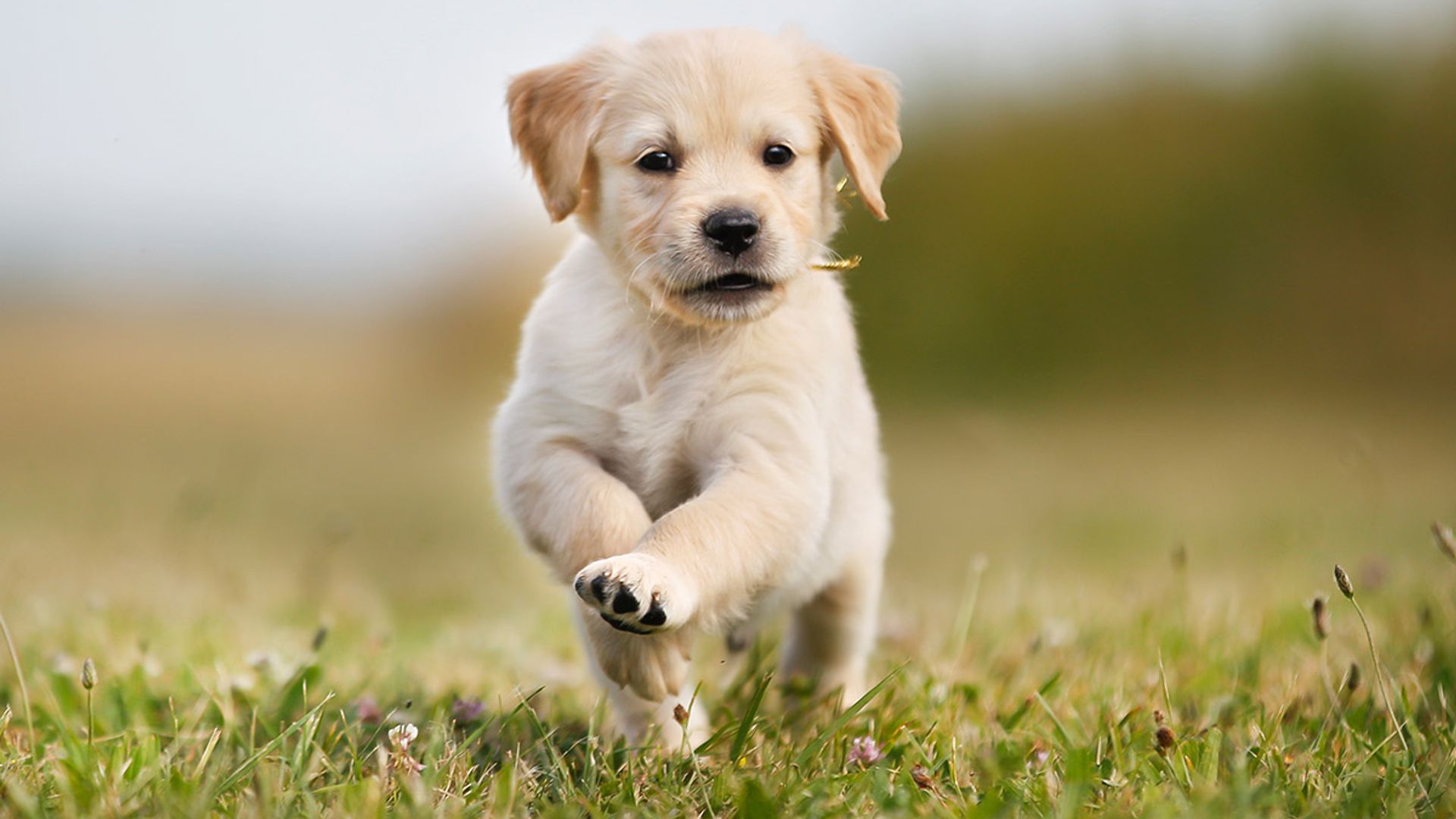 which dog breed is easy to train