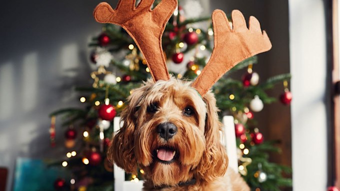 christmas-hazards-for-dogs