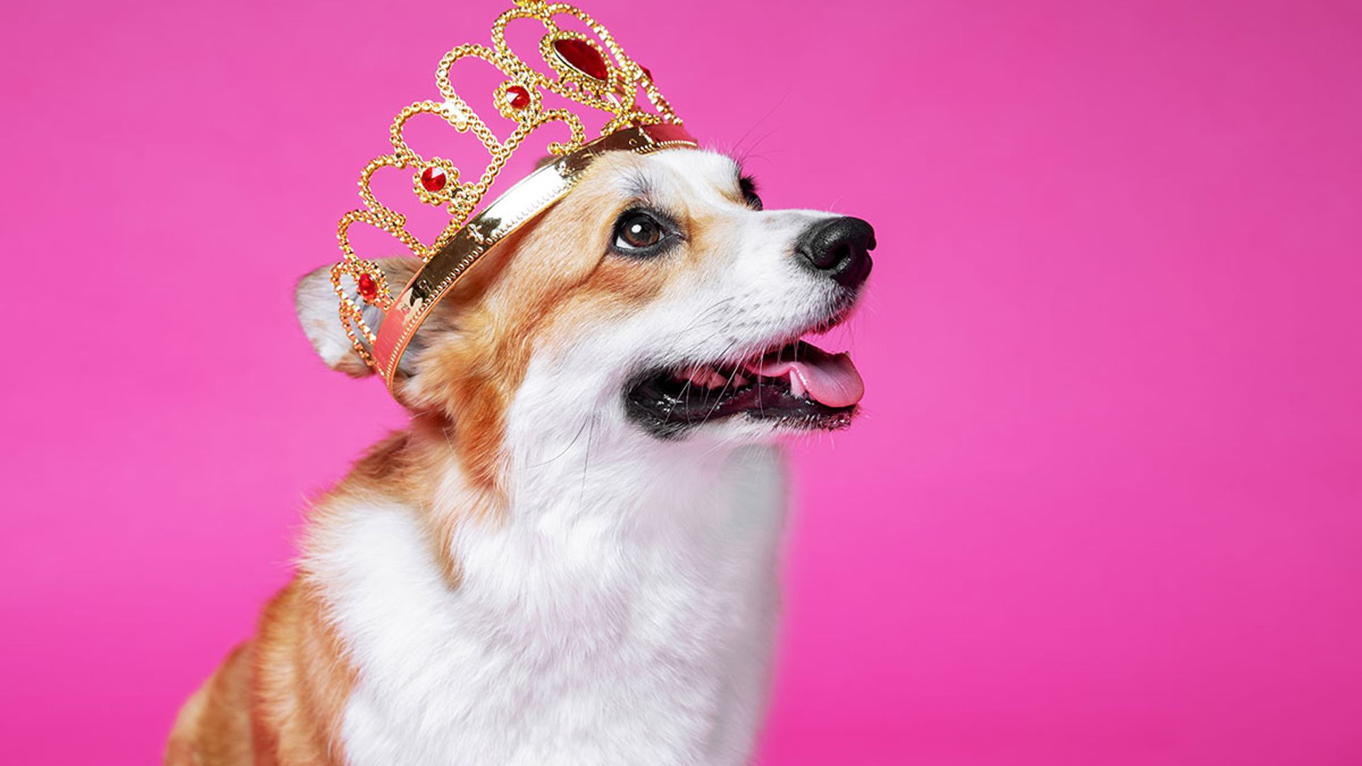 The Queen launches surprise £9.99 fragrance and her dogs will love it