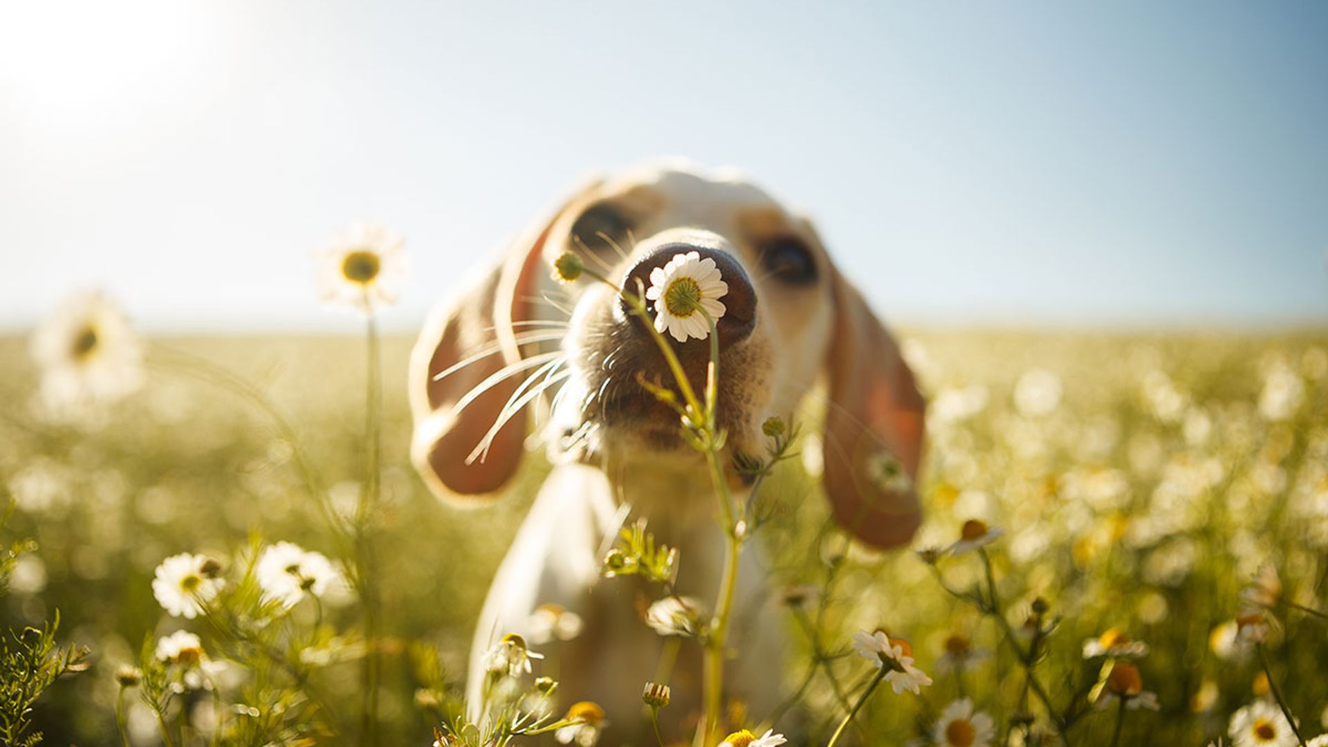 10 spring plants you didn't realise could be deadly for your dog