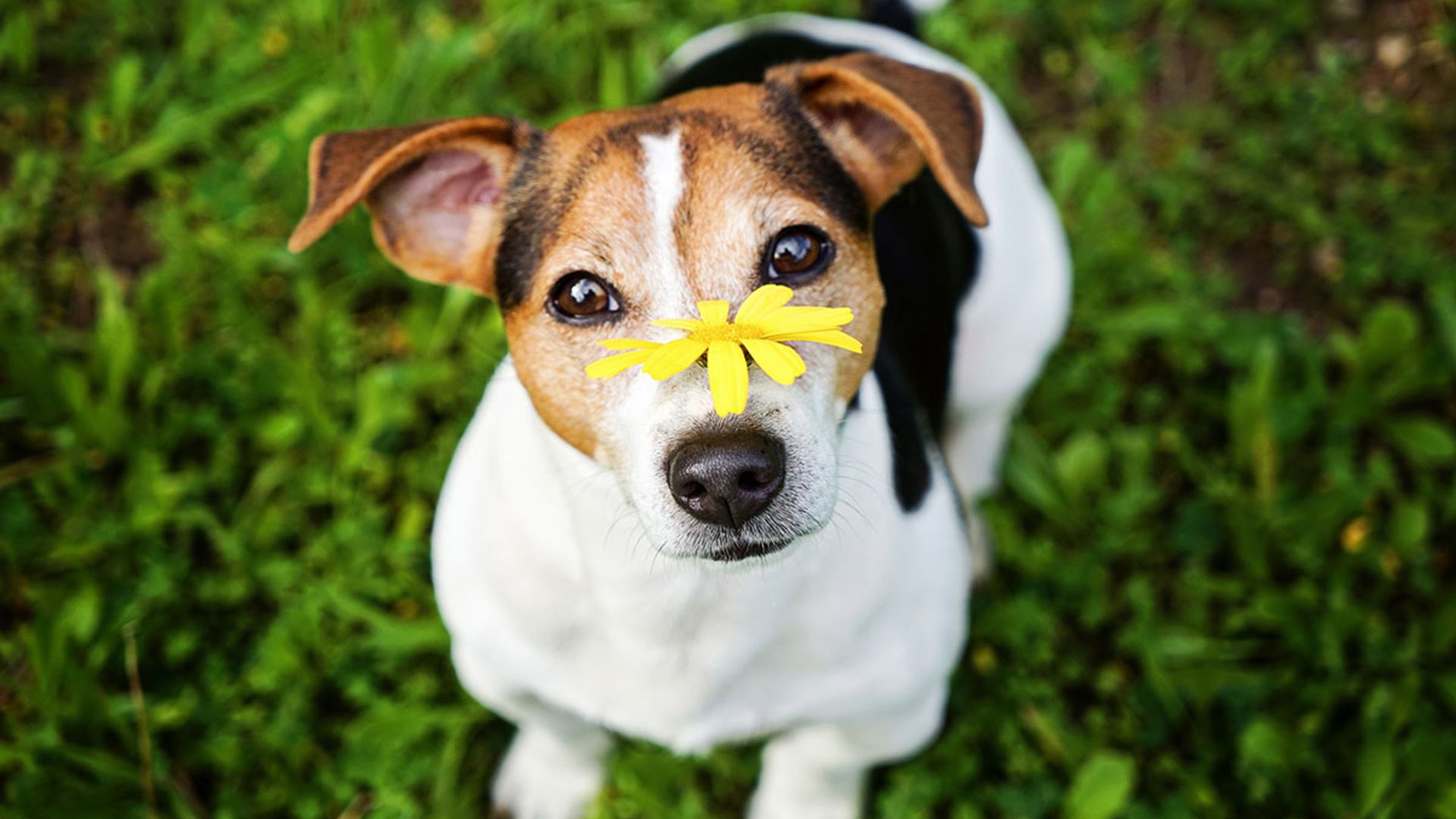 how do i know if my dog has allergies