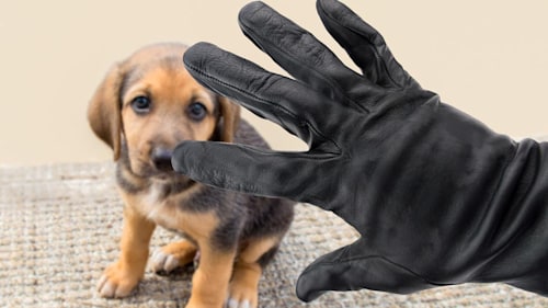5 easy ways to keep your dog safe from theft