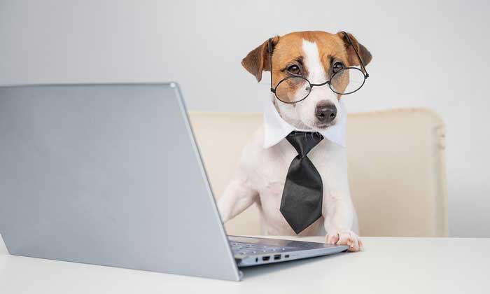 5 best office-friendly dog breeds that won't cause chaos at work