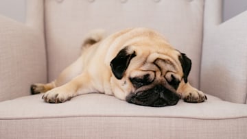 dog-breed-health-risks