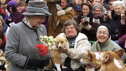 Why corgis are becoming the most popular dog breed after the Queen's death
