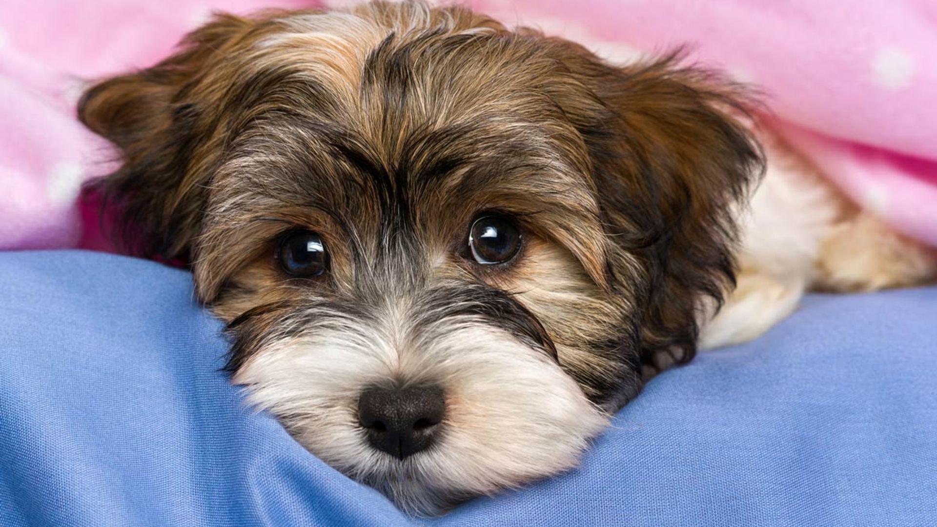 can dogs tell if your sad