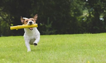 dog-love-chew-toy