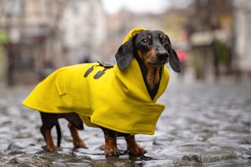 a brown sausage dog stands in the rain on wet cobbles wearing a yellow dogs raincoat which has a raised collar