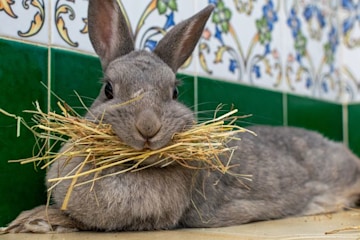 a grey house rabbit is on a kitchen counter with its mouth and cheeks filled with straw