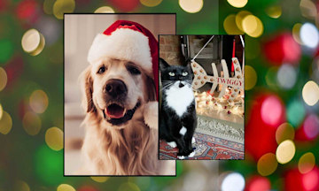 Best advent calendar for dogs & cats 2021: Calendars your pets will ...