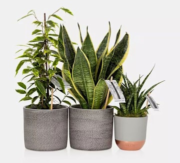 purifying-plant-bundle