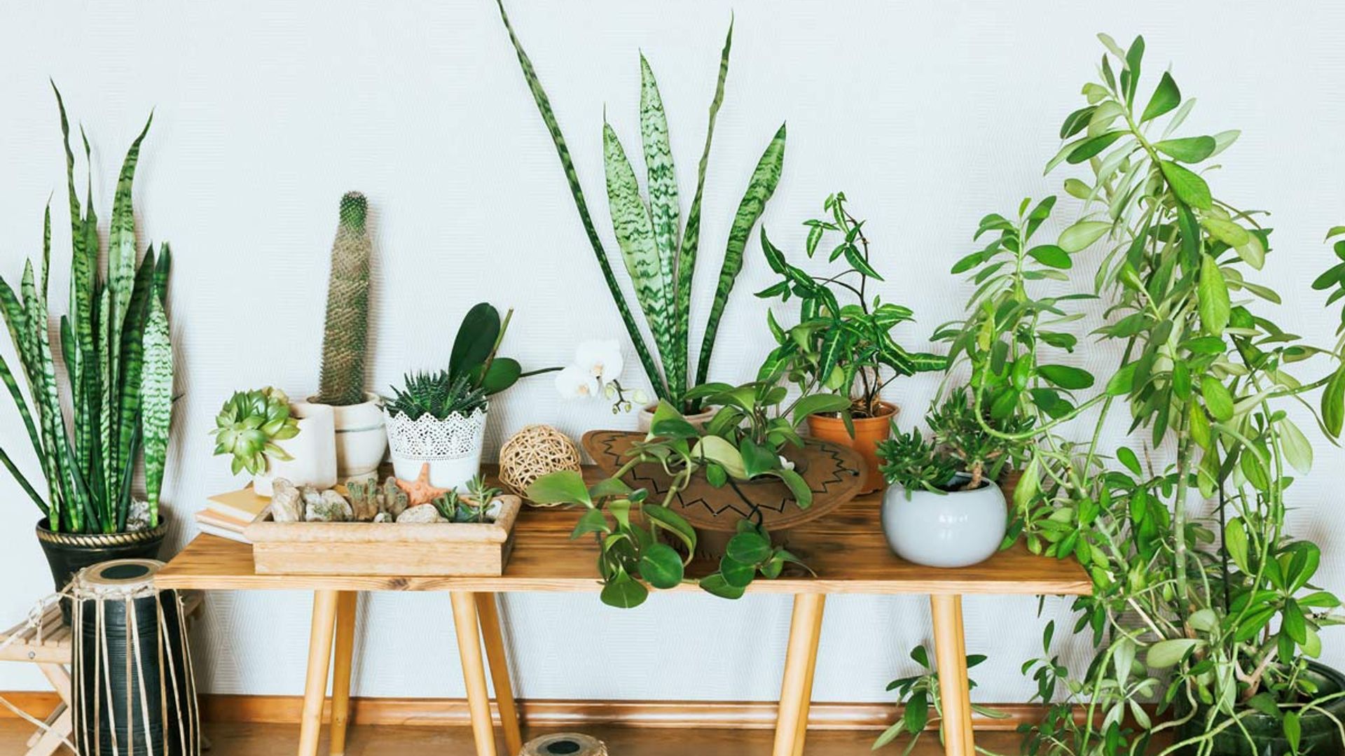 8 Best Houseplants For Stress And Depression Expert Advice HELLO 