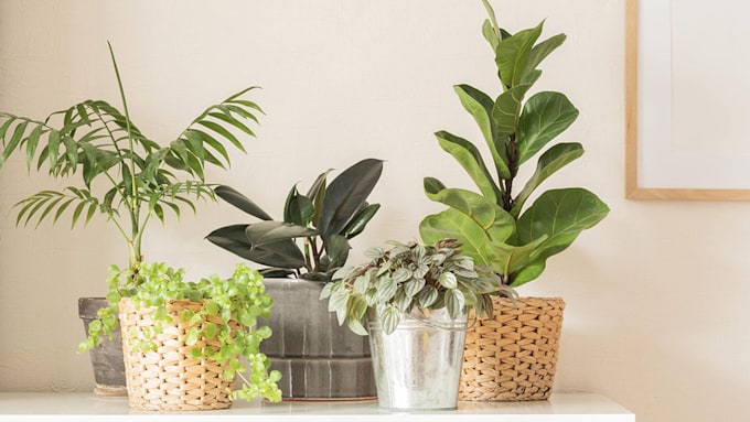 How to care for your houseplants in winter: Expert tips and common ...