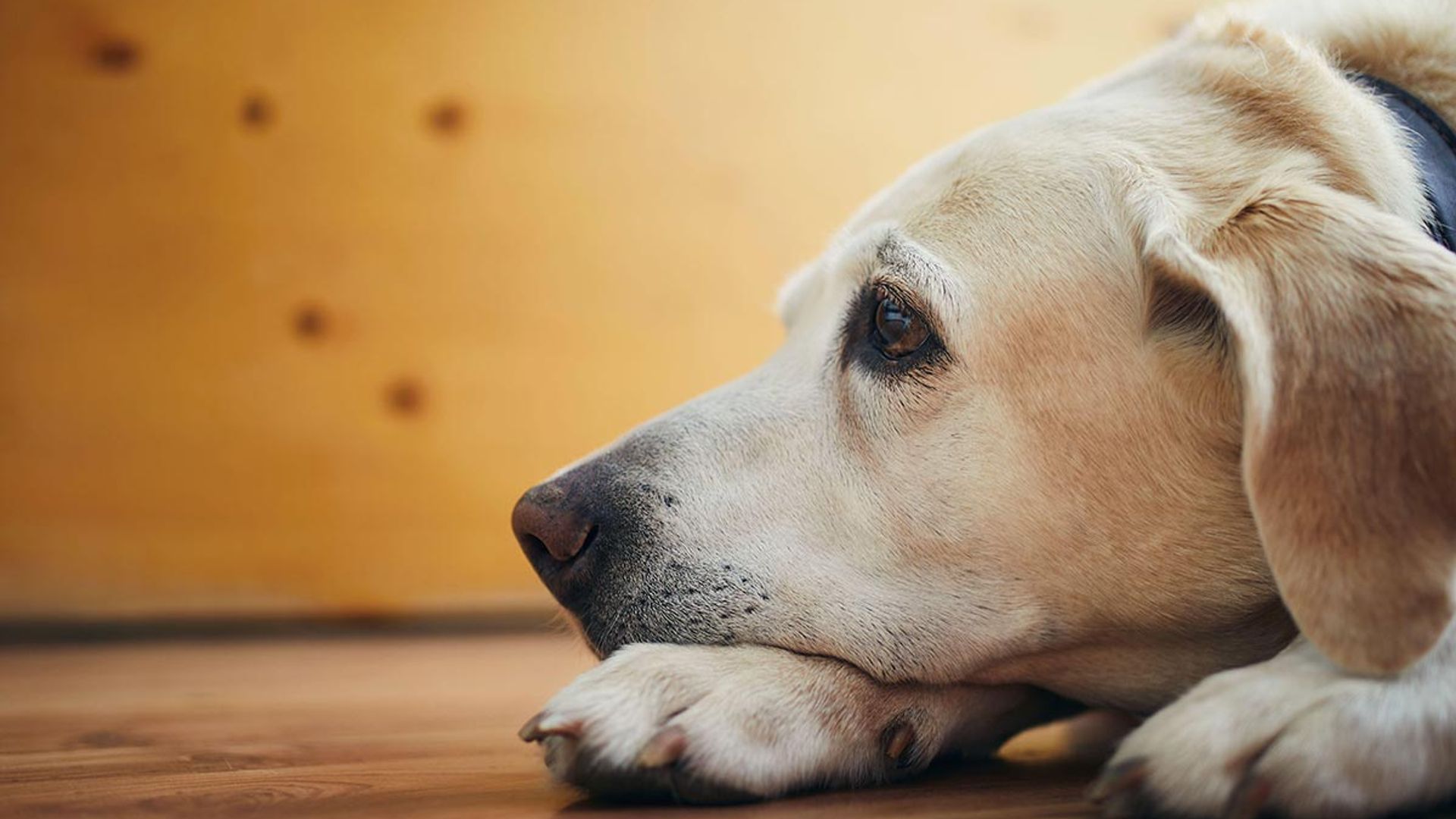 How your pet could stop you from selling your house – and devalue your ...