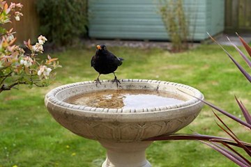 Garden Bird Bath