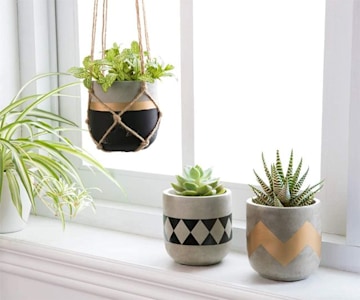 succulent-plant-pots